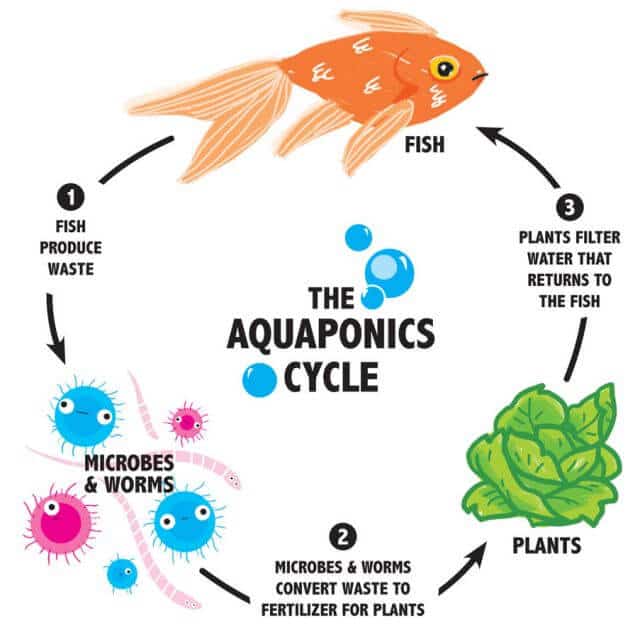 Hydroponics & Aquaponics